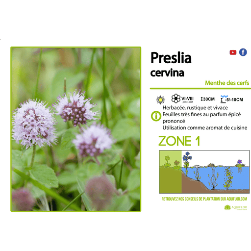 Aquipond Plantes aquatiques Preslia Cervina - Menthe des cerfs - Plante de berge - Par 3 pièces