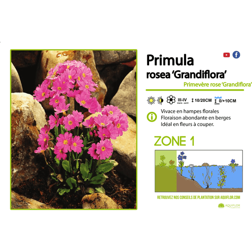 Aquipond Primula Rosea Grandiflora - Primevère Rose 'Grandiflora' - Plante de berges