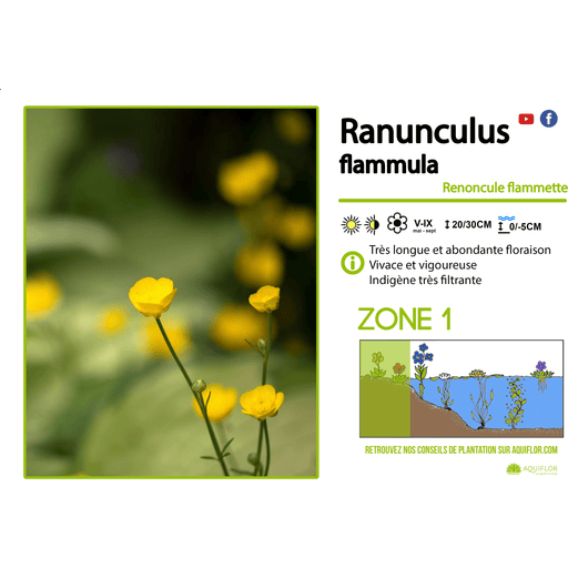 Aquipond Ranunculus Flamula - Renoncule flammette - Plante de berge - Par 3 pièces