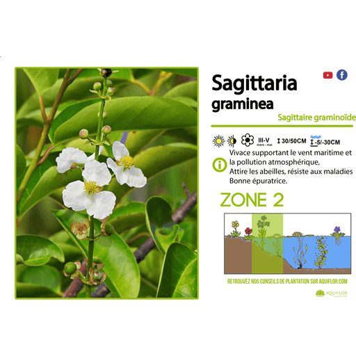 Aquipond Sagittaria Graminea - Sagittaire graminoïde - Plante immergée