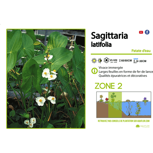 Aquipond Sagittaria Latifolia - Sagittaire latifoliée - Plante immergée