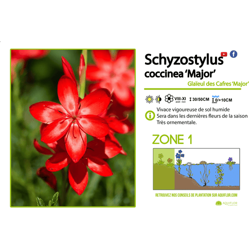 Aquipond Schisostylis Coccinea Major - Lis des cafres Major - Plante de berges