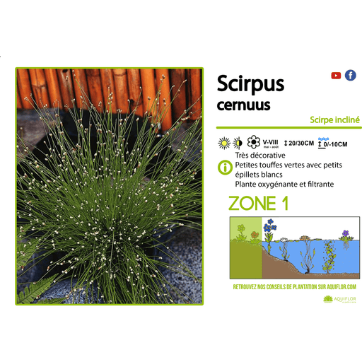 Aquipond Scirpus Cernuus - Scripe incliné - Plante de berges