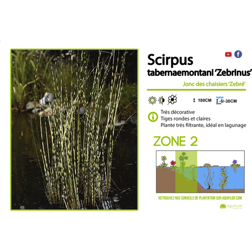 Aquipond Scirpus Tabernaemontanii Zebrinus - Scirpe Zébrée - Plante de berge - Par 3 pièces