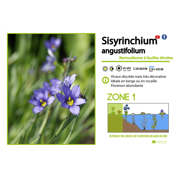 Aquipond Sisyrinchium Augustifolium - Bermudienne à feuilles étroites - Plante de berges
