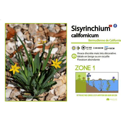 Aquipond Sisyrinchium Californicum - Bermudienne de Californie - Plante de berges