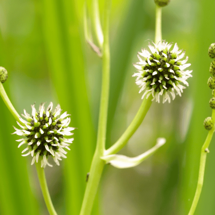 Aquipond Sparganium Erectum - Ruban d'eau - Plante de berge