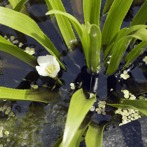 Aquipond Plantes aquatiques Stratiotes aloides (aloés d'eau) - Plante oxygénante flottante 8713469106061 8713469106061