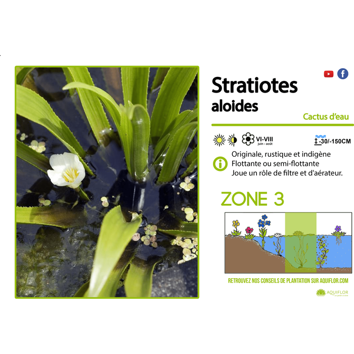 Aquipond Plantes aquatiques Stratiotes aloides (aloés d'eau) - Plante oxygénante flottante 8713469106061 8713469106061