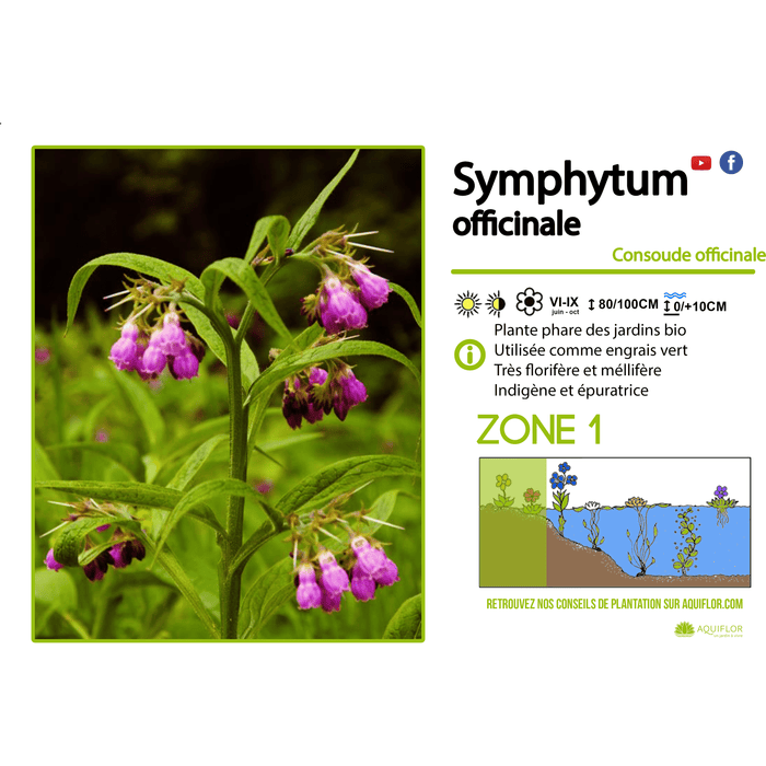 Aquipond Symphytum Officinalis - Consoude officinale - Plante de berge - Par 3 pièces