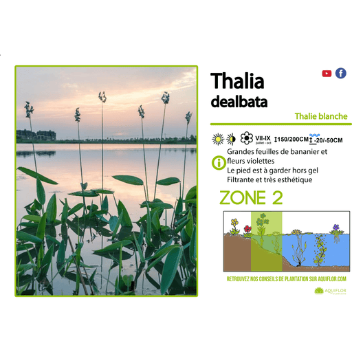 Aquipond Thalia Dealbata - Thalie blanche - Plante de berges