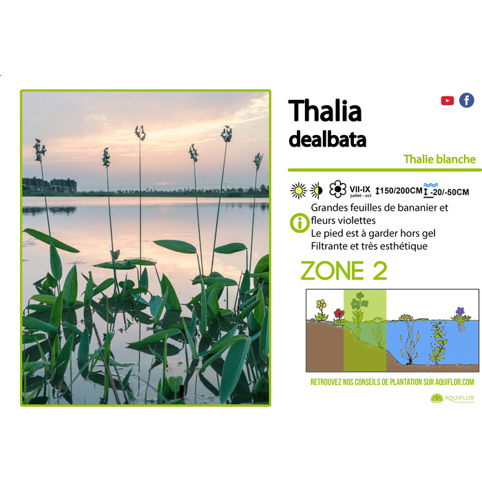 Aquipond Thalia Dealbata - Thalie blanche - Plante de berges