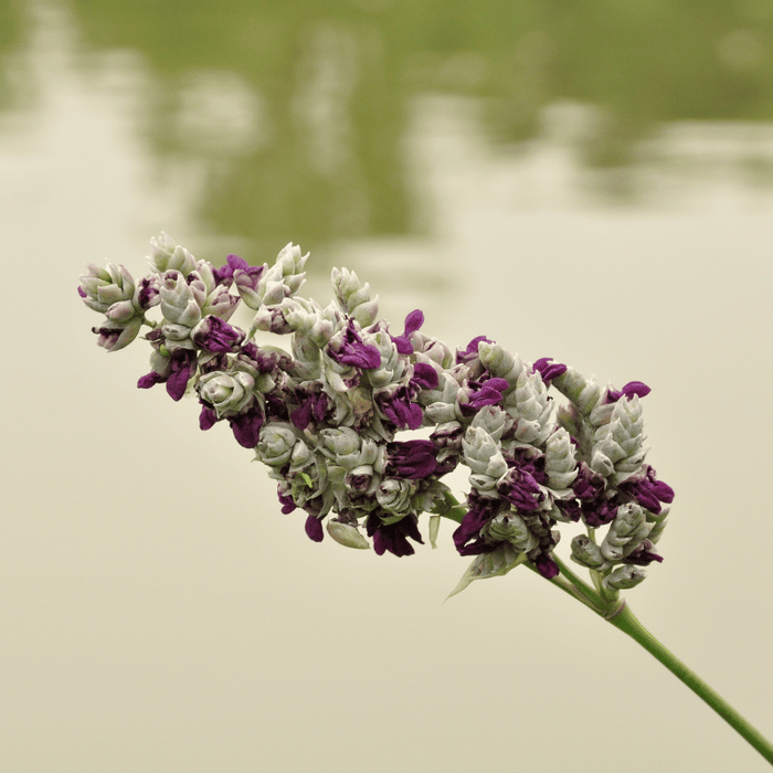 Aquipond Thalia Dealbata - Thalie blanche - Plante de berges