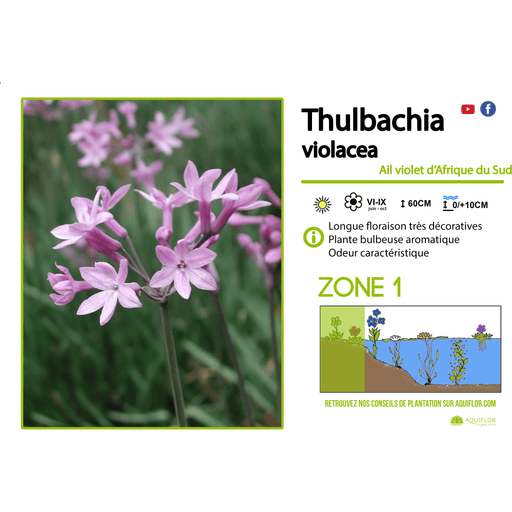 Aquipond Tulbaghia Violacea - Ail d'Afrique du Sud - Plante de berges