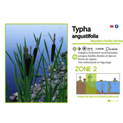 Aquipond Typha Augustifolia  - Massette à feuilles étroites - Plante de berges