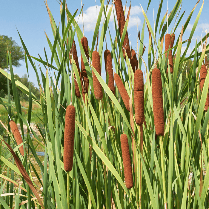 Aquipond Typha Augustifolia  - Massette à feuilles étroites - Plante de berges