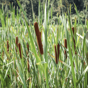 Aquipond Typha Laxmanii - Massette de Laxmann - Plante de berges