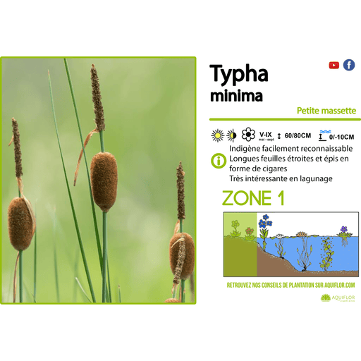 Aquipond Typha Minima - Petite massette  - Plante de berges
