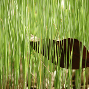 Aquipond Typha Minima - Petite massette  - Plante de berges