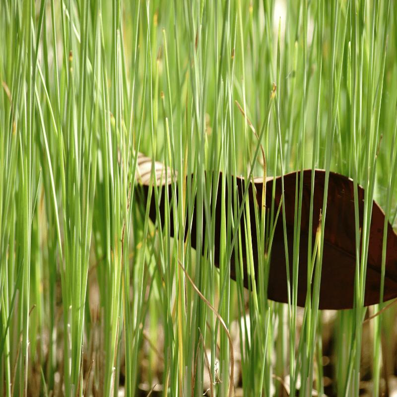Aquipond Typha Minima - Petite massette  - Plante de berges