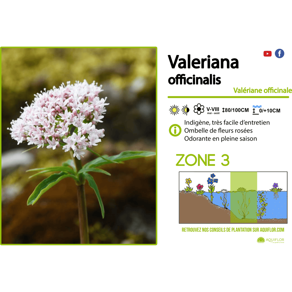 plante valeriane Baldrian - Gewöhnlicher Baldrian - Uferpflanze