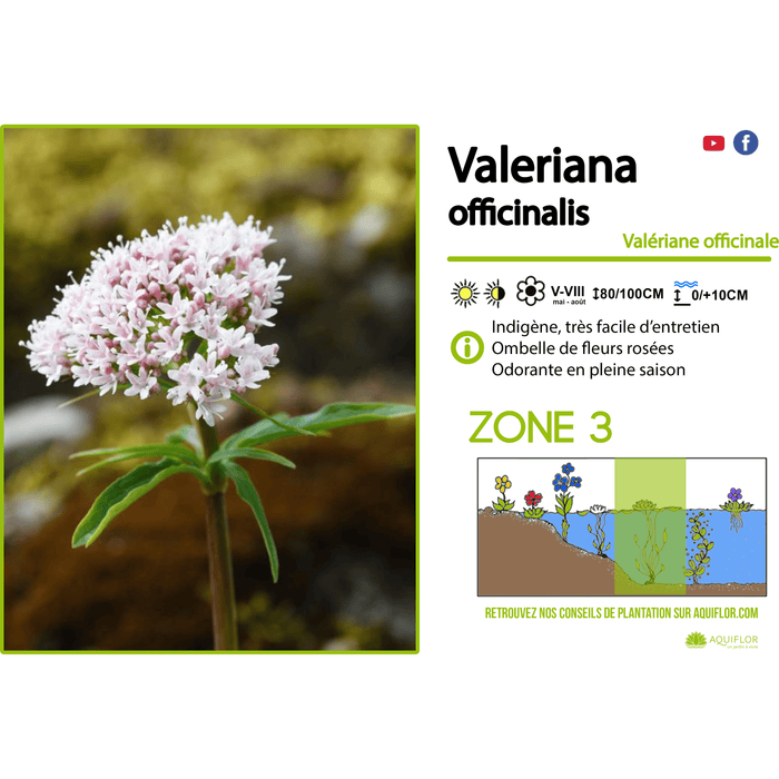 Valériane (Valeriana officinalis)
