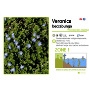 Aquipond Veronica Beccabunga - Véronique des ruisseaux  - Plante de berges