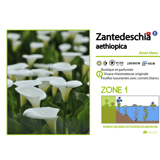 Aquipond Plantes aquatiques Zantedechia Aethiopica - Arum d'éthiopie - Plante de berge - Par 3 pièces