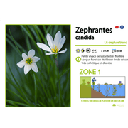 Aquipond Zephranthes Candida - Lys Zéphyr  - Plante de berges