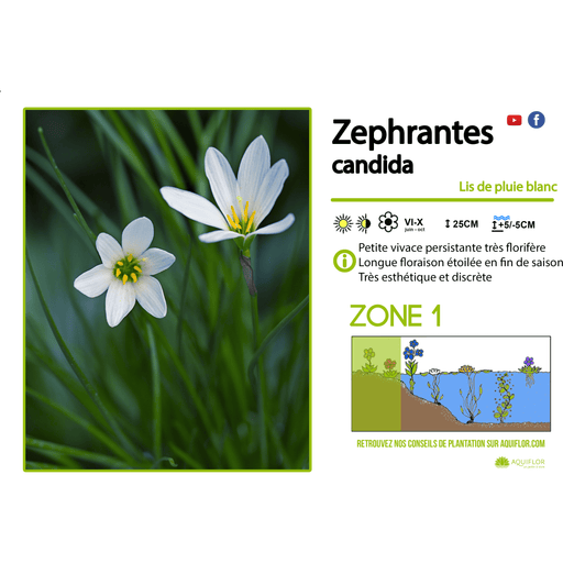 Aquipond Zephranthes Candida - Lys Zéphyr  - Plante de berges