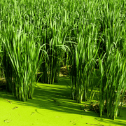 Aquipond Zizania Aquatica - Riz zauvage - Plante de berge - Par 3 pièces