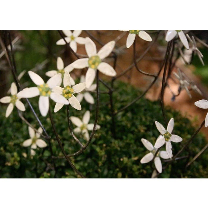 Arrosoir & Persil Fleur blanche - Végétal décoratif en métal recyclé 18008