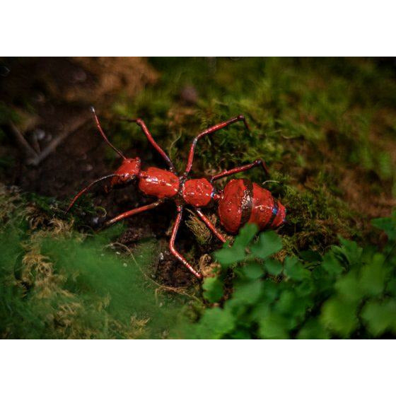 Arrosoir & Persil Fourmi rouge PM - Insecte décoratif en métal recyclé 19054