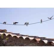 Arrosoir & Persil Ligne 11 hirondelles - Oiseaux décoratifs en métal recyclé 23700