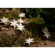 Arrosoir & Persil Nigelle de Damas – set 10 - Végétal décoratif en métal recyclé 18004