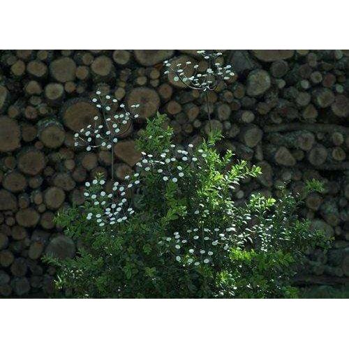 Arrosoir & Persil Ombellifère - Végétal décoratif en métal recyclé 18007