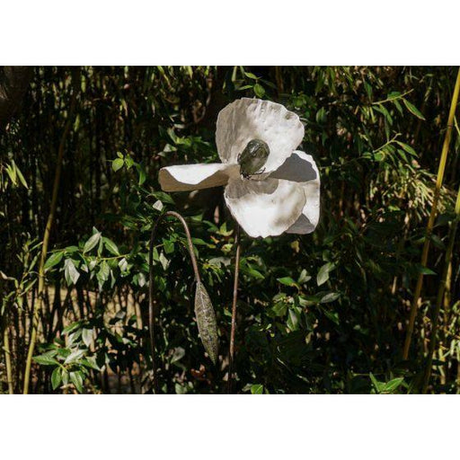 Arrosoir & Persil Pavot blanc & bouton géant - Végétal décoratif en métal recyclé 18027
