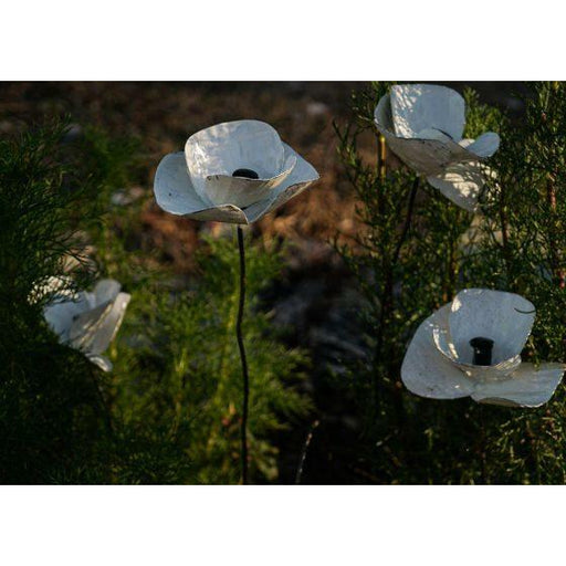 Arrosoir & Persil Pavot blanc & capsule - Végétal décoratif en métal recyclé 18014AP