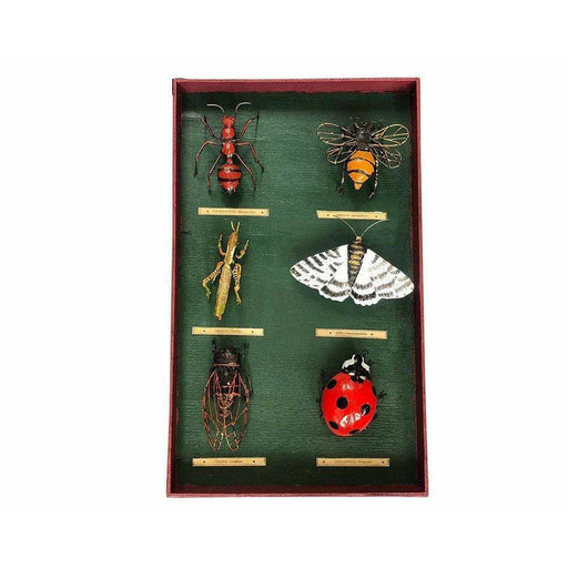 Arrosoir & Persil Tableau d’entomologiste insectes - Insecte décoratif en métal recyclé 19063