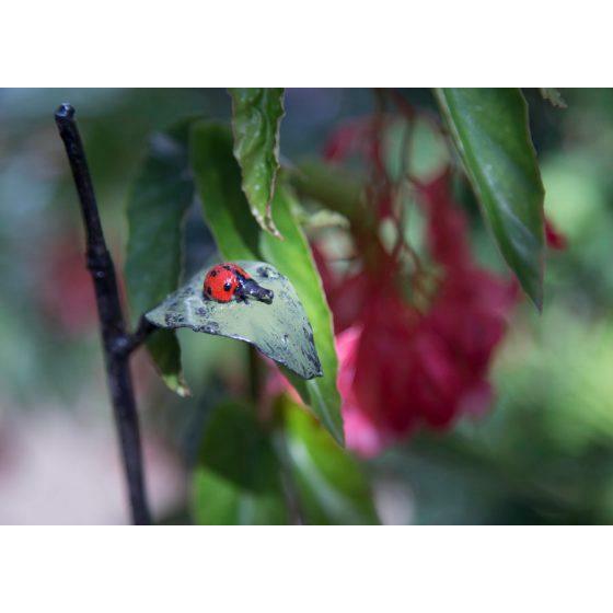 Arrosoir & Persil Tuteur Coccinelle feuille - Oiseau décoratif en métal recyclé TUTCOCC