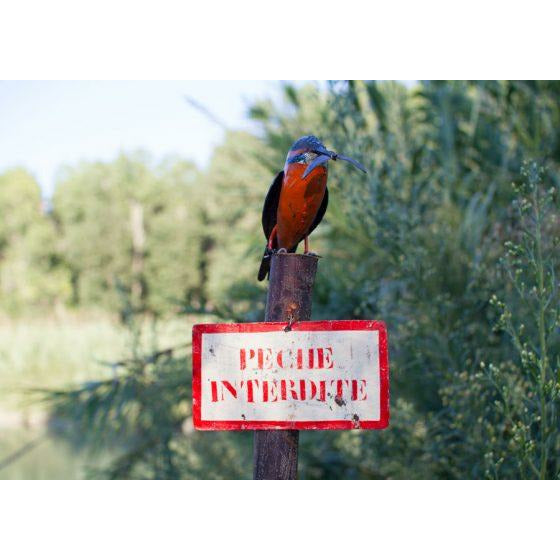 Arrosoir & Persil Tuteur Martin pécheur Pêche interdite - Oiseau décoratif en métal recyclé - Le plus vendu ! 15012