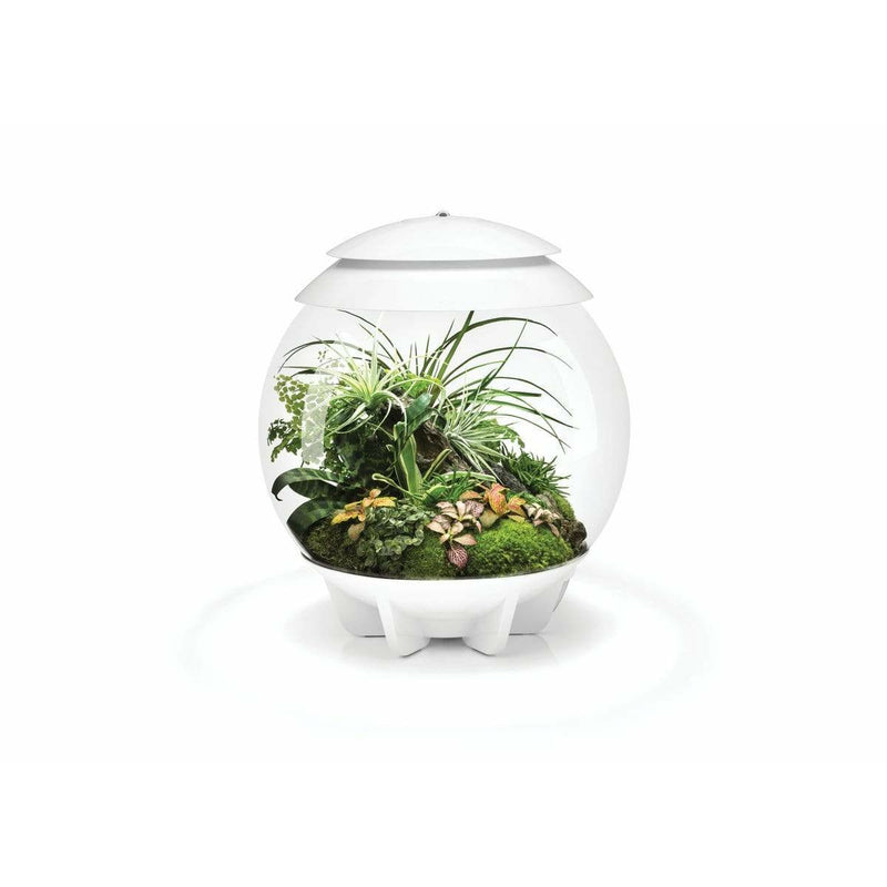 Biorb by Oase Terrarium biOrb AIR 30 Blanc - 30L 71748