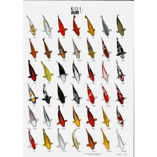 Foudebassin.com 98 x 68CM Poster Koi n°2 - Idéal pour apprendre la nomenclature 09020010