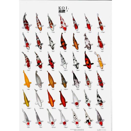 Foudebassin.com 98 x 68CM Poster Koi n°3 - Idéal pour apprendre la nomenclature 09020012