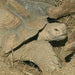 JBL Without Descri JBL Soleil tropique Terra (tortue terrestre) 10 ml 4014162704429 7044200