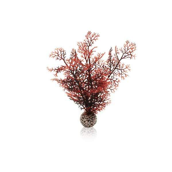 Oase Living Water biOrb Corail S couleurs d'automne 822728005316 46069