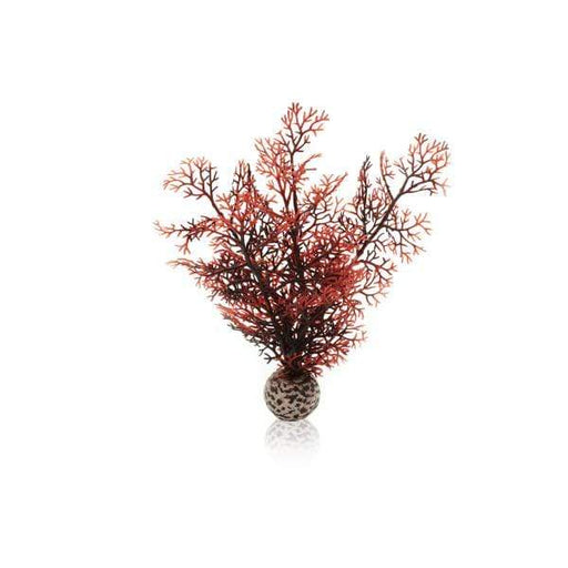 Oase Living Water biOrb Corail S couleurs d'automne 822728005316 Destockage46069