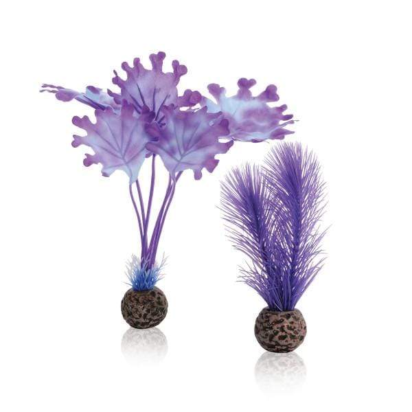 Oase Living Water biOrb Set de plantes S violettes 822728005989 46079