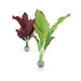 Oase Living Water biOrb Set plantes M vertes & violettes 822728005057 46101