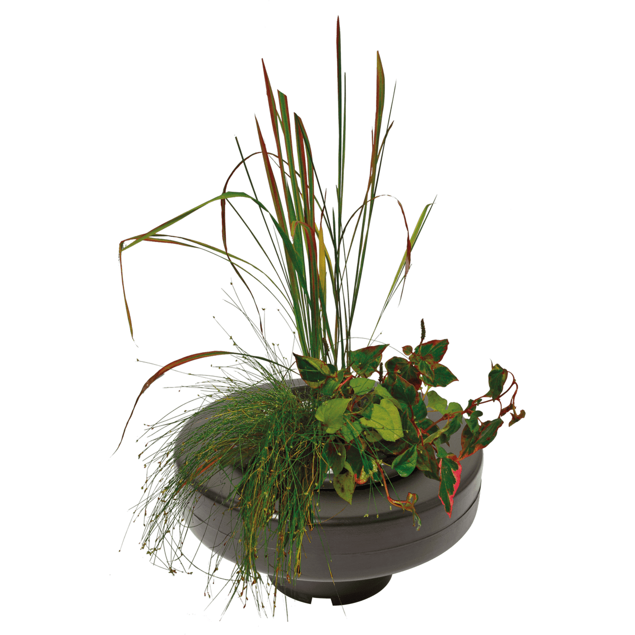 Paniers De Plantation Pour Bassin tang Plantes Aquatiques paniers-de-plantation-pour-bassin-tang-plantes-aquatiques